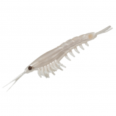 Силикон Nikko Okiami Shrimp 1.6" #107 Pearl White